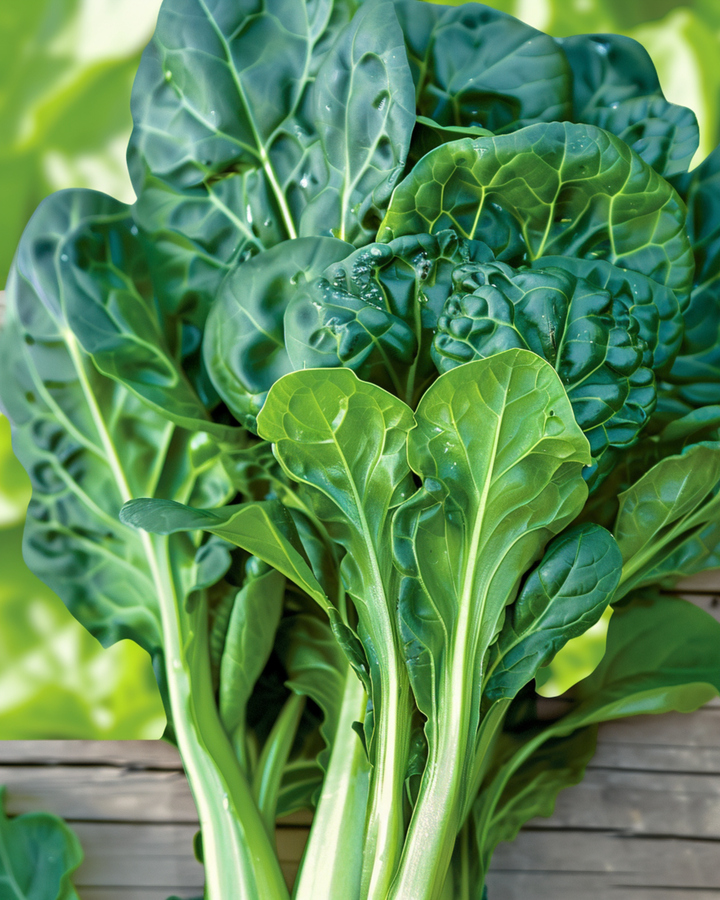 Tatsoi Pak Choi seeds (Brassica rapa) – organic annual vegetable