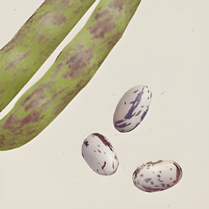 Dry Bean Stamkievit seeds (Phaseolus vulgaris) – organic annual vegetable