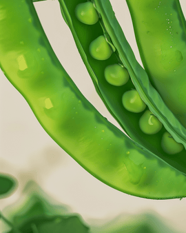 Herneet Record siemenet luomu Pisum sativum yksivuotinen