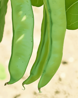 Härkäpavun siemenet luomu Vicia faba yksivuotinen Witkiem lajike 50g