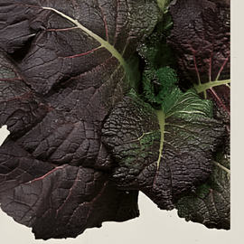 Sinappi Red Giant siemenet luomu Brassica Juncea yksivuotinen yrtti
