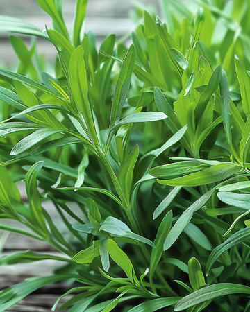 Rakuunan siemenet (Artemisia dracunculus) – monivuotinen yrtti