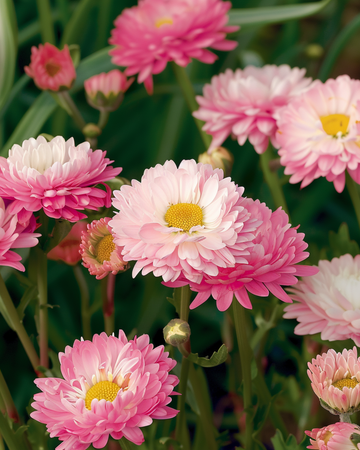 Double Mixed -siemenet (Helipterum roseum) – yksivuotinen sekoitus