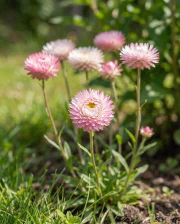 Double Mixed (Helipterum roseum) – yksivuotiset sekoitussiemenet SeedsChoice-verkkokaupasta
