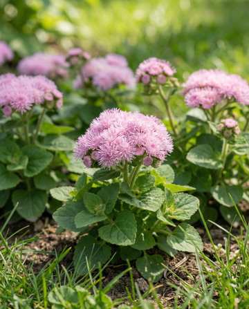 Silkkikukka Pink Ball (Ageratum houstonianum) – yksivuotiset kukkasiemenet SeedsChoice-verkkokaupasta
