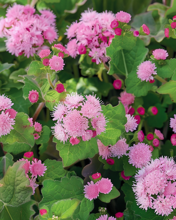 Silkkikukka Pink Ball -siemenet (Ageratum houstonianum) – yksivuotinen kukka