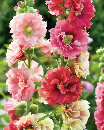 Malvaruusun siemenet Summer Carnival (Alcea rosea) – yksivuotinen