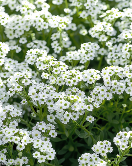 Alyssum Snowcloth -siemenet Lobularia Maritima, yksivuotinen