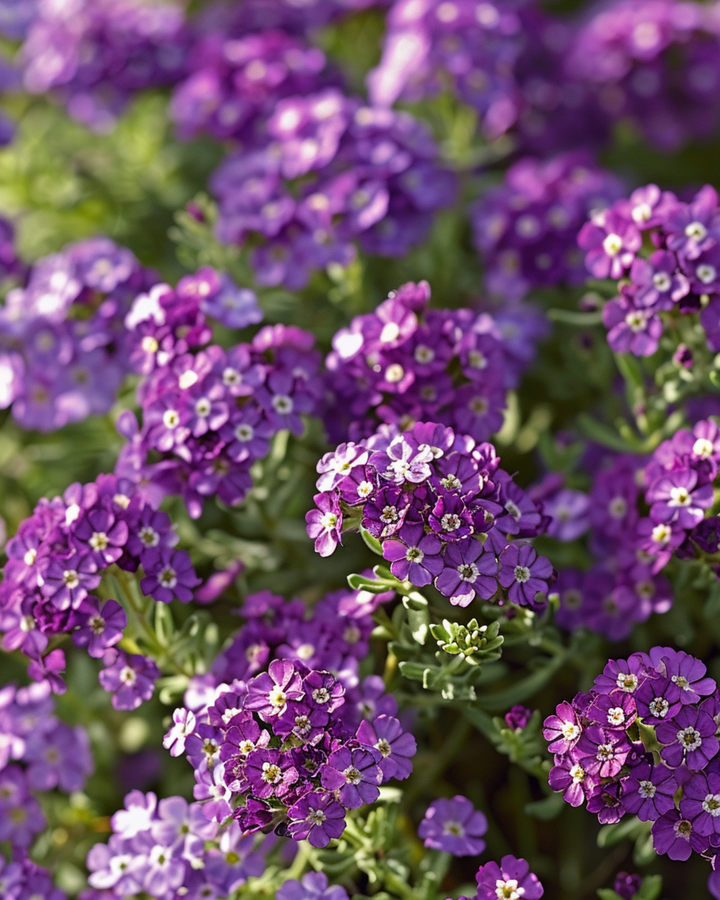 Sweet Alyssum Royal Carpet seeds (Lobularia maritima) – annual flower