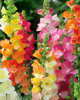 Leijonankita-siemenet Antirrhinum majus – yksivuotinen sekoitus, puolipitkä