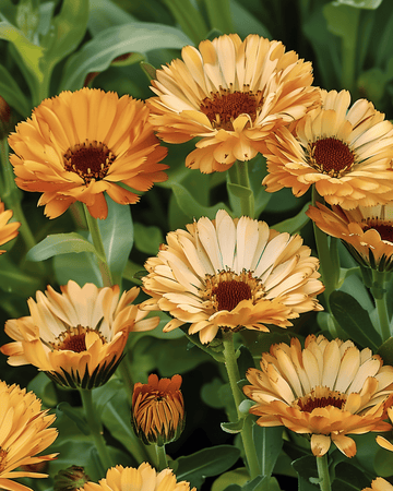 Kehäkukan siemenet Touch Of Red Buff (Calendula officinalis) – yksivuotinen kukka