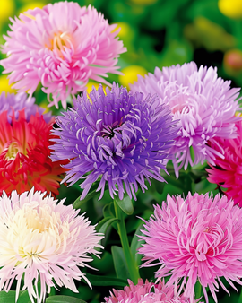 Aster Unicum Seeds Callistephus Chinensis Annual Mixed Colors
