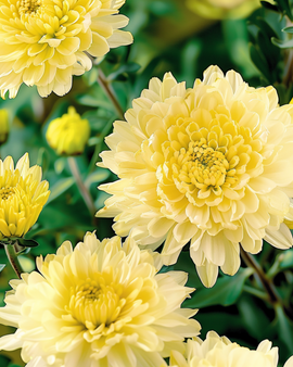 Asteri Princess Yellow -siemenet Callistephus chinensis yksivuotinen
