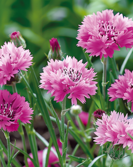 Ruiskaunokki Pink Ball -siemenet Centaurea cyanus yksivuotinen kukka