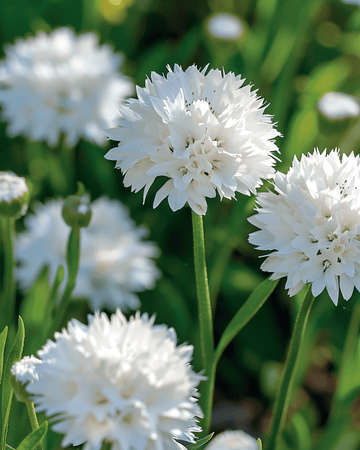 Ruiskukanta White Ball siemenet (Centaurea cyanus) – yksivuotinen kukka