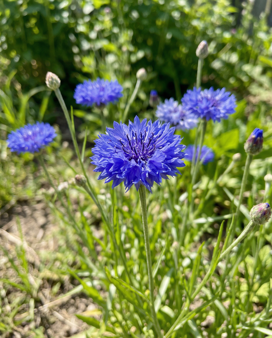 Ruiskaunokki Blue Ball (Centaurea cyanus) – vuosikkukkasiemenet SeedsChoice-verkkokaupasta