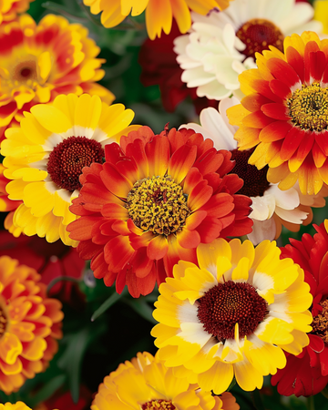 Sekasiemenet (Chrysanthemum carinatum) – yksivuotinen kukka