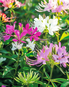 Hämähäkkikukka siemenet Cleome hassleriana Colour Fountain yksivuotinen sekoitus