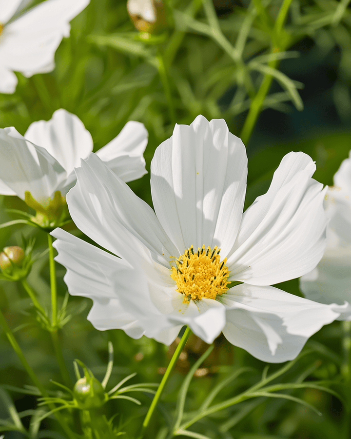 Hummingbird White -siemenet (Cosmos bipinnatus) – yksivuotinen kukka