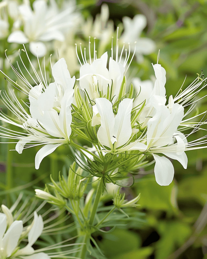 Hämähäkkikukka White Queen siemenet (Cleome hassleriana) – yksivuotinen kukka