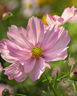 Cosmos Apricotta Seeds Cosmos Bipinnatus Annual Flower