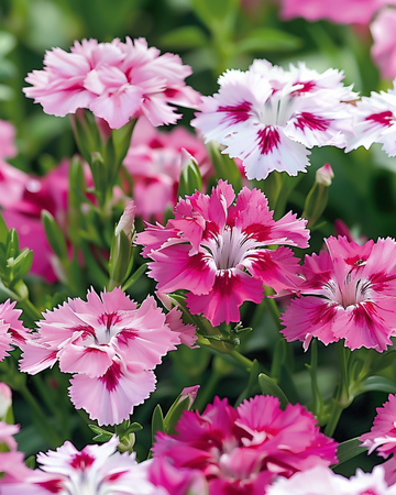 Wee Willie -neilikka (Dianthus barbatus) siemenet – yksivuotinen kukka