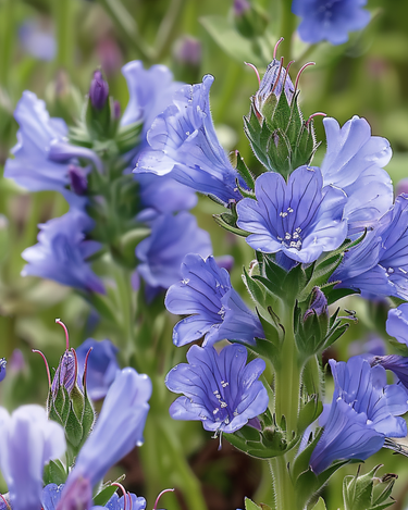 Neidonkielen siemenet (Echium plantagineum) – yksivuotinen kukka