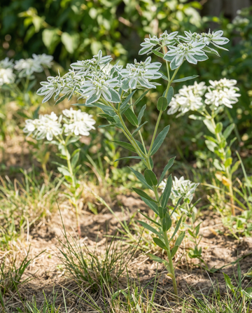 Snow On The Mountain (Euphorbia marginata) – yksivuotiset kukkasiemenet SeedsChoice-verkkokaupasta