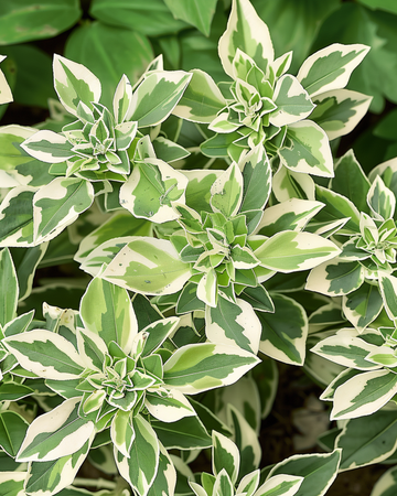 Snow On The Mountain -siemenet (Euphorbia marginata) – yksivuotinen kukka