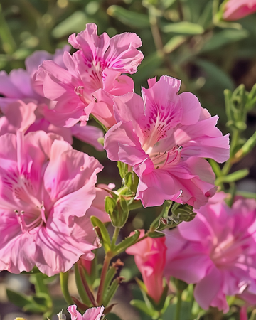 Godetia Sweetheart Pink Flowered Azalea siemenet (Clarkia amoena) – yksivuotinen kukka