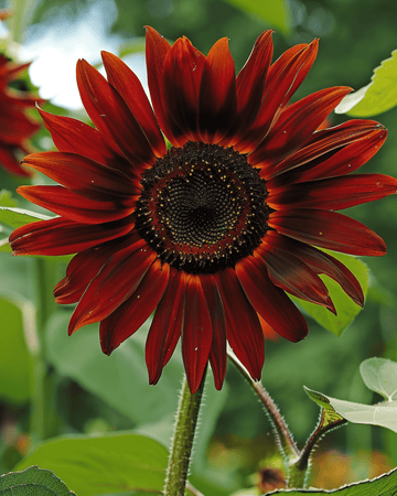 Auringonkukka Evening Sun siemenet (Helianthus annuus) – yksivuotinen kukka