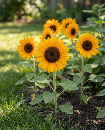 Auringonkukka Sunrich Orange F1 Pollenfree (Helianthus annuus) – yksivuotiset kukkasiemenet SeedsChoice-verkkokaupasta