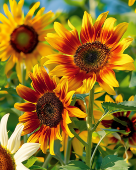 Auringonkukka Esther siemenet Helianthus Debilis yksivuotinen