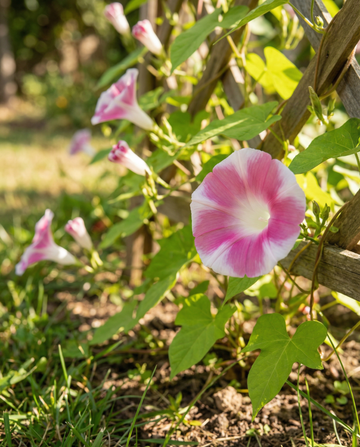 Venice Pink Climber Vine Mix (Ipomoea tricolor) – yksivuotiset köynnössiemenet SeedsChoicelta