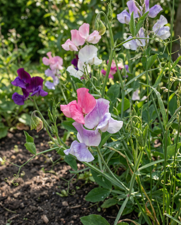 Tuoksuherne Colorama Mix (Lathyrus odoratus) – yksivuotiset kukkasiemenet SeedsChoicelta