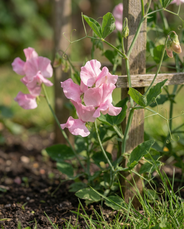 Haisuherne Royal Family Pink (Lathyrus odoratus) – yksivuotiset kukkasiemenet – SeedsChoice