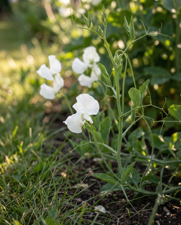 Hajuherne Royal Family White (Lathyrus odoratus) – yksivuotisen kukan siemenet SeedsChoice-verkkokaupasta