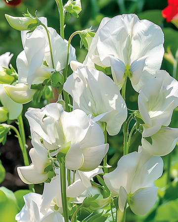 Hajuherne Royal Family White siemenet (Lathyrus odoratus) – yksivuotinen kukka