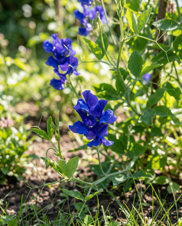Haisuherne Royal Family Blue (Lathyrus odoratus) – yksivuotiset kukkasiemenet – SeedsChoice