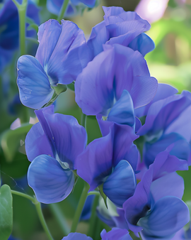 Hajuherne siemenet Royal Family Blue Lathyrus Odoratus yksivuotinen