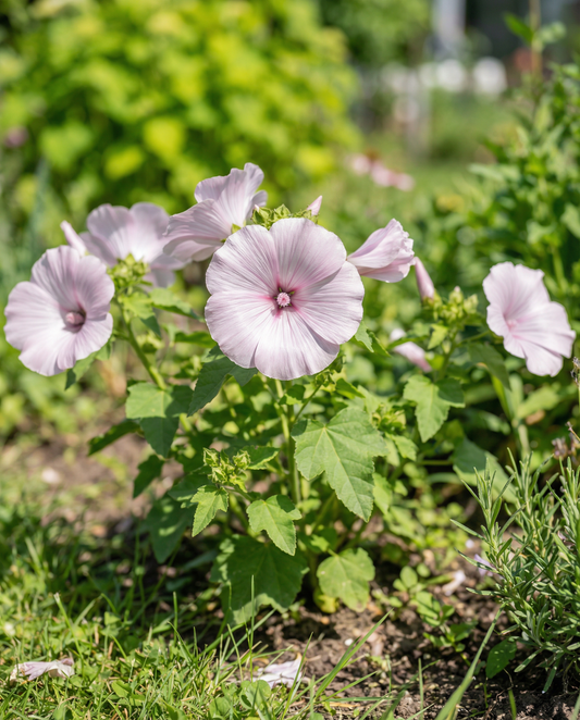 Mallow Silver Cup (Lavatera trimestris) – yksivuotisen kukan siemenet SeedsChoicelta