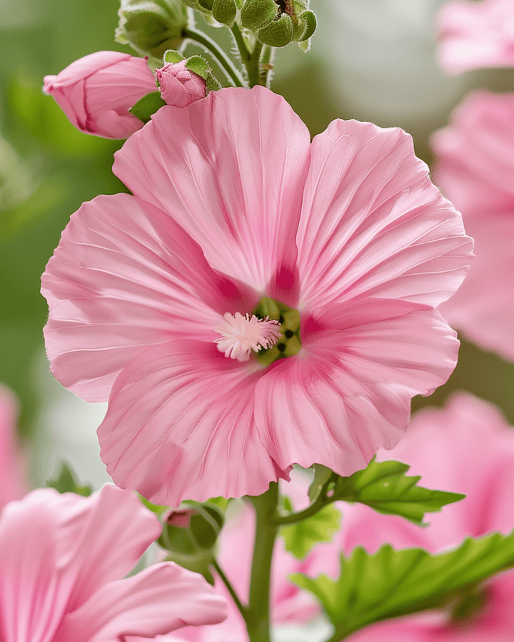 Mallow Silver Cup -siemenet (Lavatera trimestris) – yksivuotinen kukka
