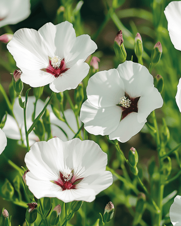 Pellavan Bright Eyes siemenet (Linum grandiflorum) – yksivuotinen kukka