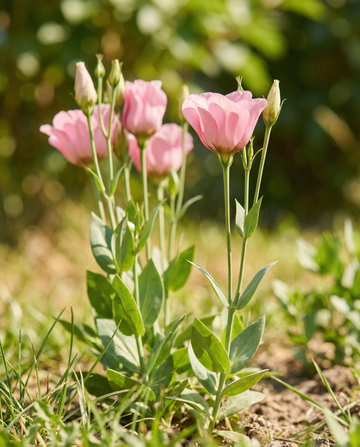 Lisianthus Pink Single (Eustoma russellianum) – yksivuotisen kukkakasvien siemenet, SeedsChoice