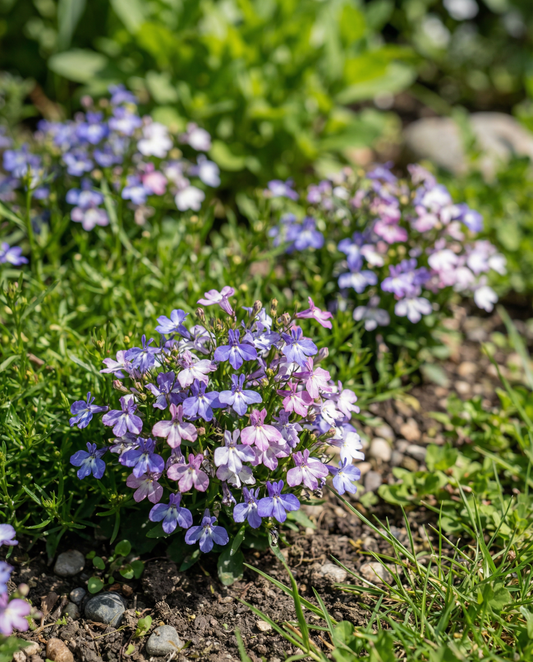 String Of Pearls Mixed (Lobelia erinus) – yksivuotinen siemensekoitus SeedsChoicelta