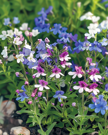 String Of Pearls Mixed siemenet (Lobelia erinus) – yksivuotinen sekoitus