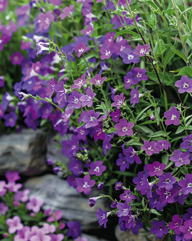 Roikkuva lobelia siemenet Lobelia Erinus yksivuotinen Sapphire