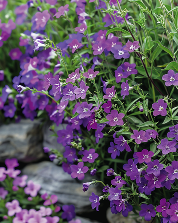 Trailing Sapphire siemenet (Lobelia erinus) – yksivuotinen