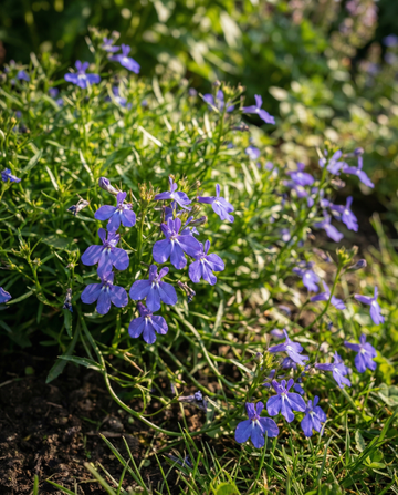 Trailing Sapphire (Lobelia erinus) – yksivuotiset siemenet SeedsChoice | SeedsChoice