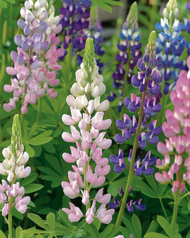 Lupin Pixie Delight -siemenet Lupinus Nanus yksivuotiset sekavärit